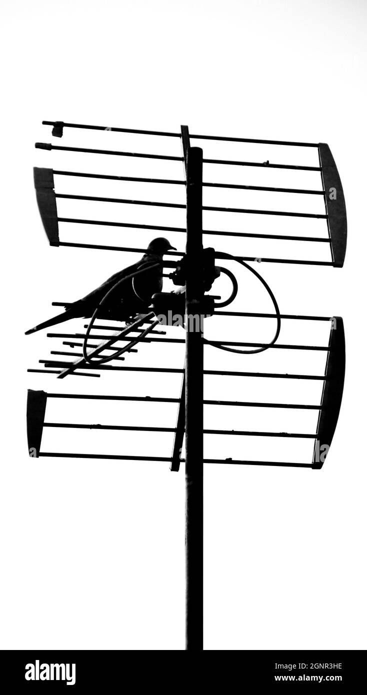 Silhouette einer Taube, die auf einer Fernsehantenne thront. Monochromes Bild Stockfoto