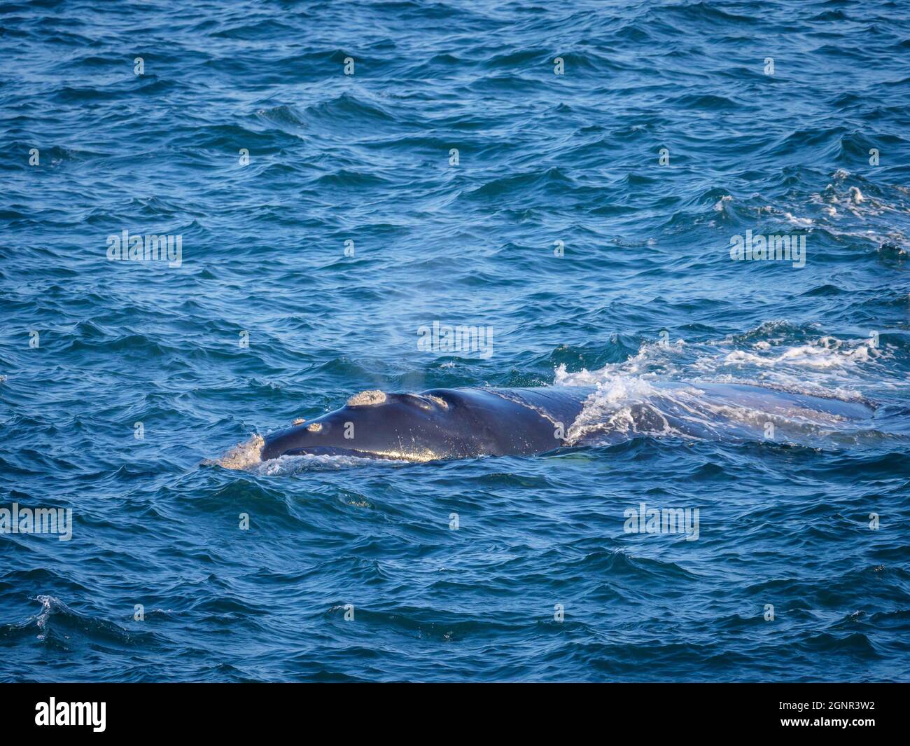 Südlicher rechter Wal (Eubalaena australis) auf der Meeresoberfläche. Hermanus. Whale Coast. Overberg. Westkap. Südafrika Stockfoto