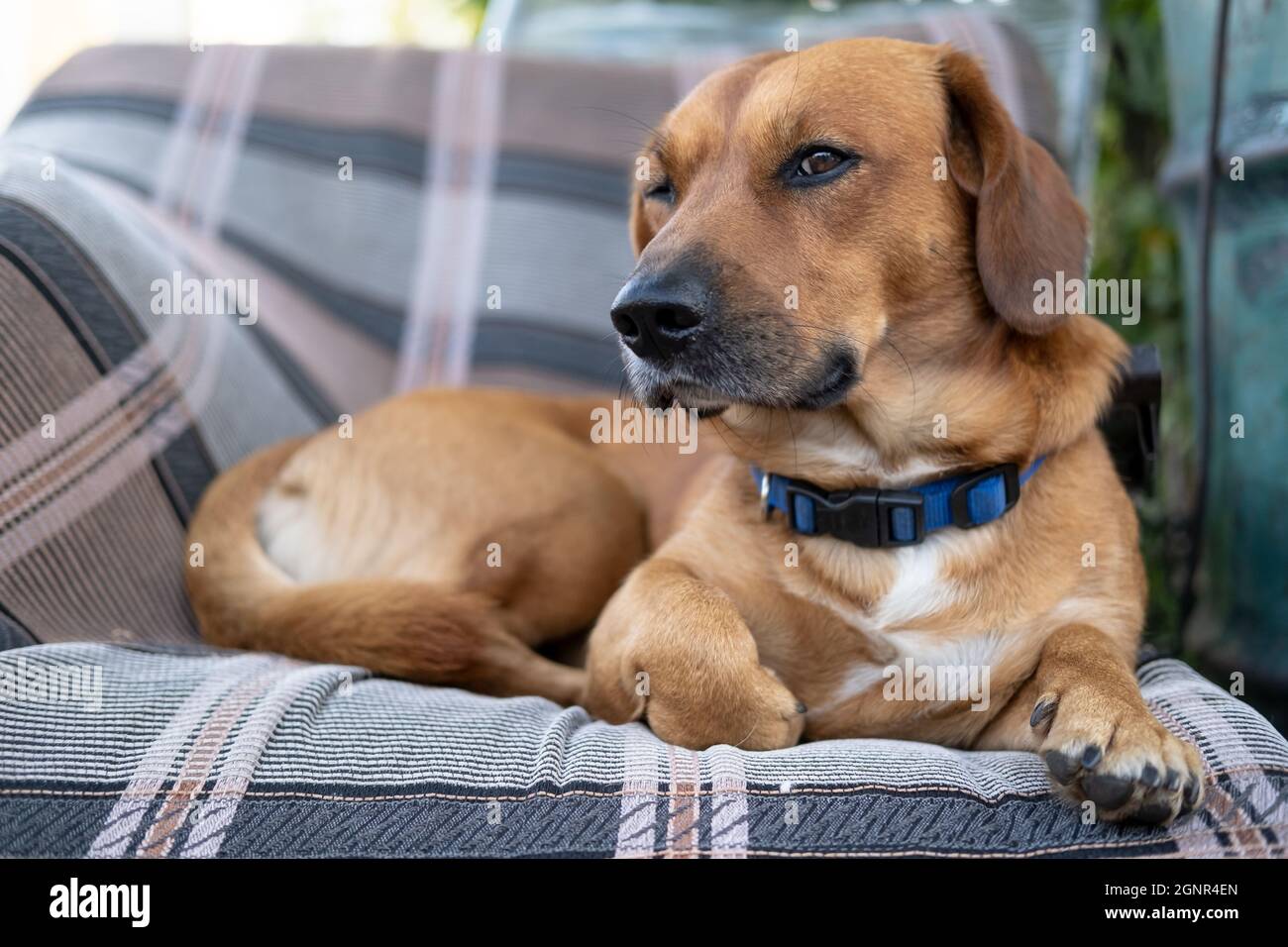 Ernsthafter Hund liegt auf einem Stuhl im rustikalen Innenhof und sieht verdächtig aus. Stockfoto