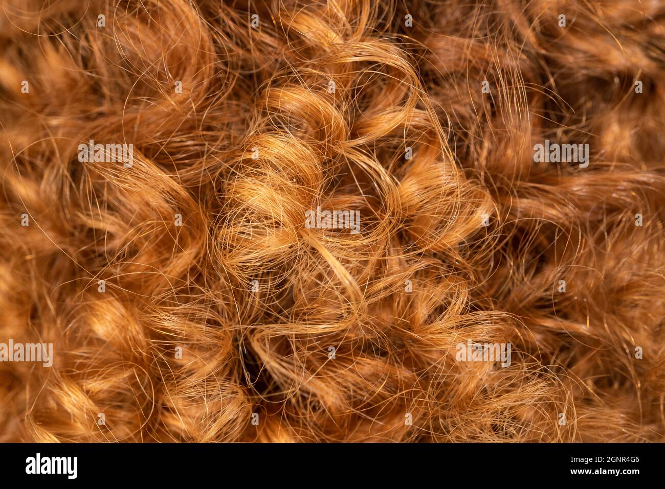 Nahaufnahme von lockig roten und gut aussehenden Prise Haar. Haarpflegekonzept. Hochwertige Fotos Stockfoto