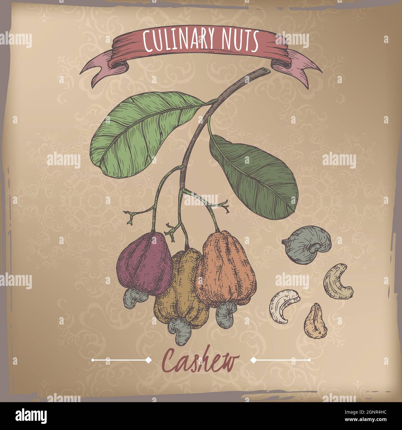 Anacardium occidentale aka Cashew-Zweig und Nüsse Farbe Skizze auf vintage Hintergrund. Kulinarische Nüsse Serie. Stock Vektor