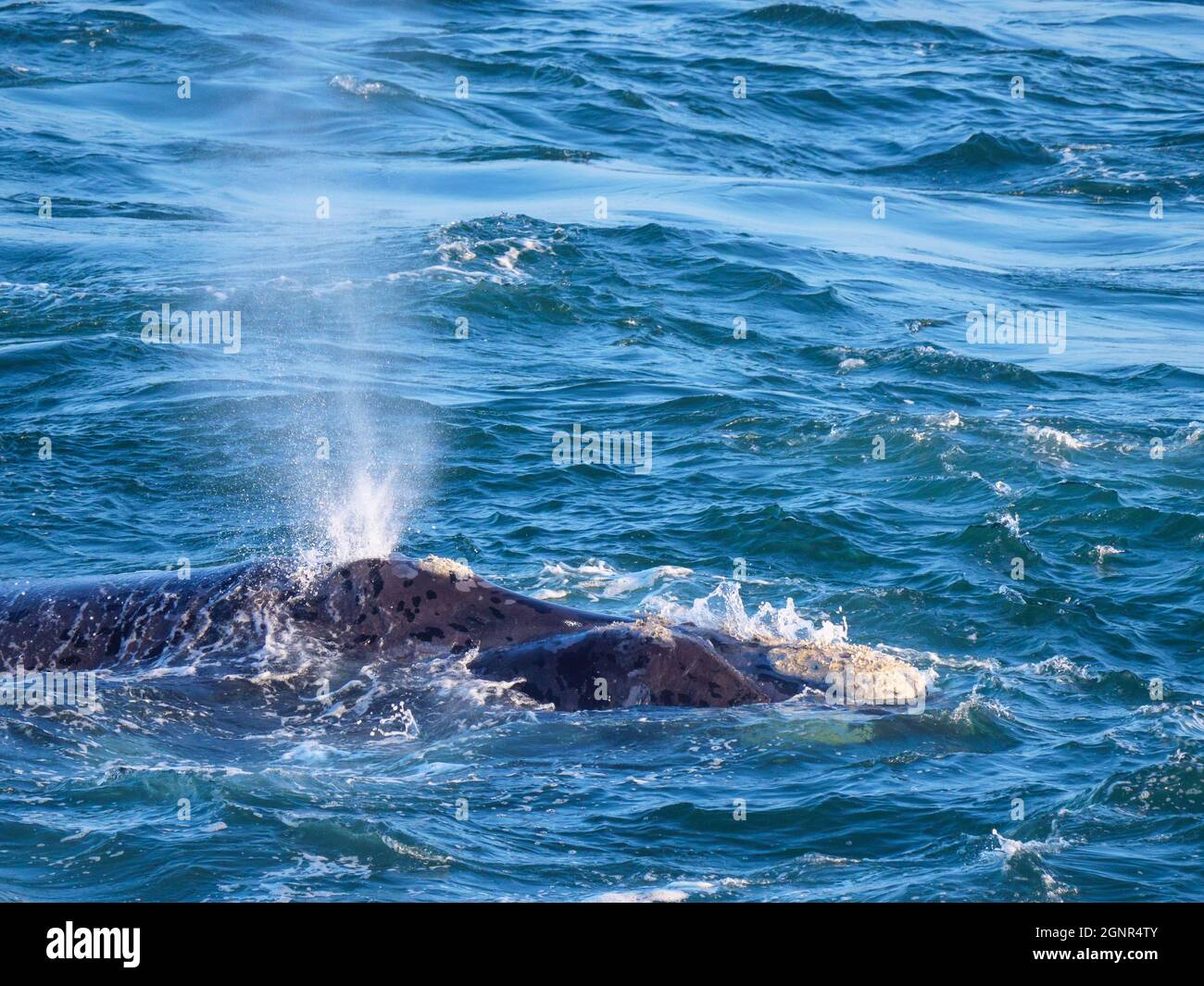 Südlicher rechter Wal (Eubalaena australis) bläst (atmet). Hermanus. Whale Coast. Overberg. Westkap. Südafrika Stockfoto