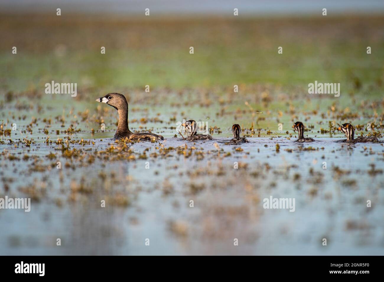 Pied-billed Grebe Mutter und Entchen ruhen im St. Lawrence River. Stockfoto