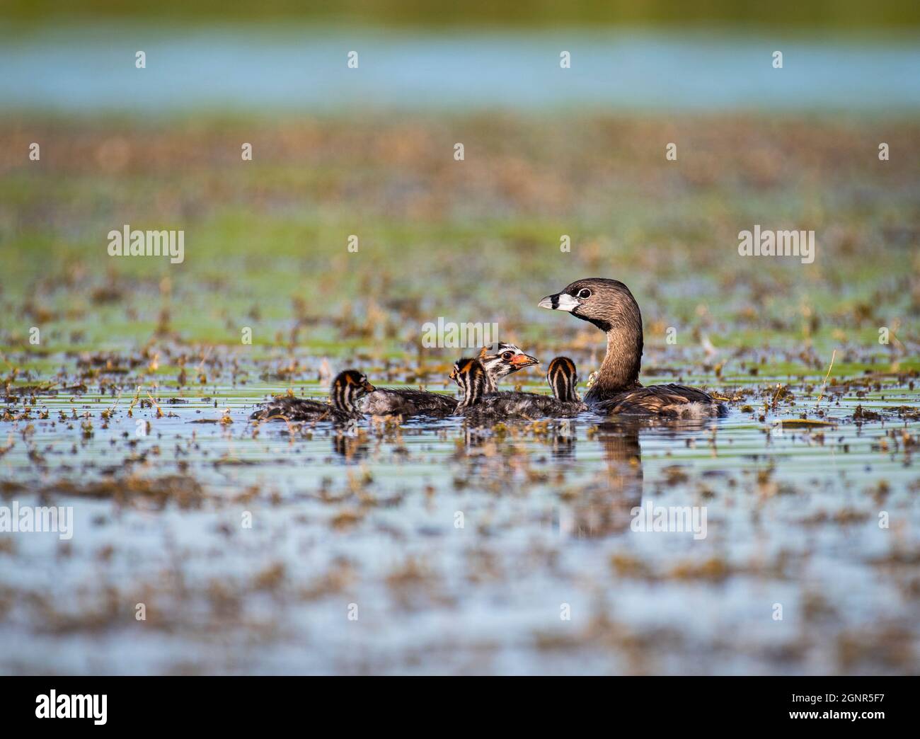 Pied-billed Grebe Mutter und Entchen ruhen im St. Lawrence River. Stockfoto
