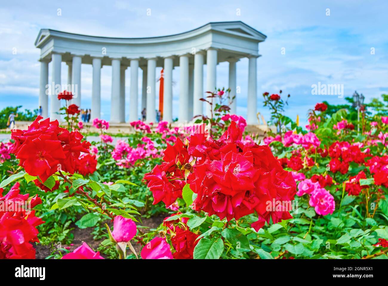 Die malerischen roten und rosafarbenen Rosenblüten liegen vor der Vorontsov-Palastkolonnade, Odessa, Ukraine Stockfoto