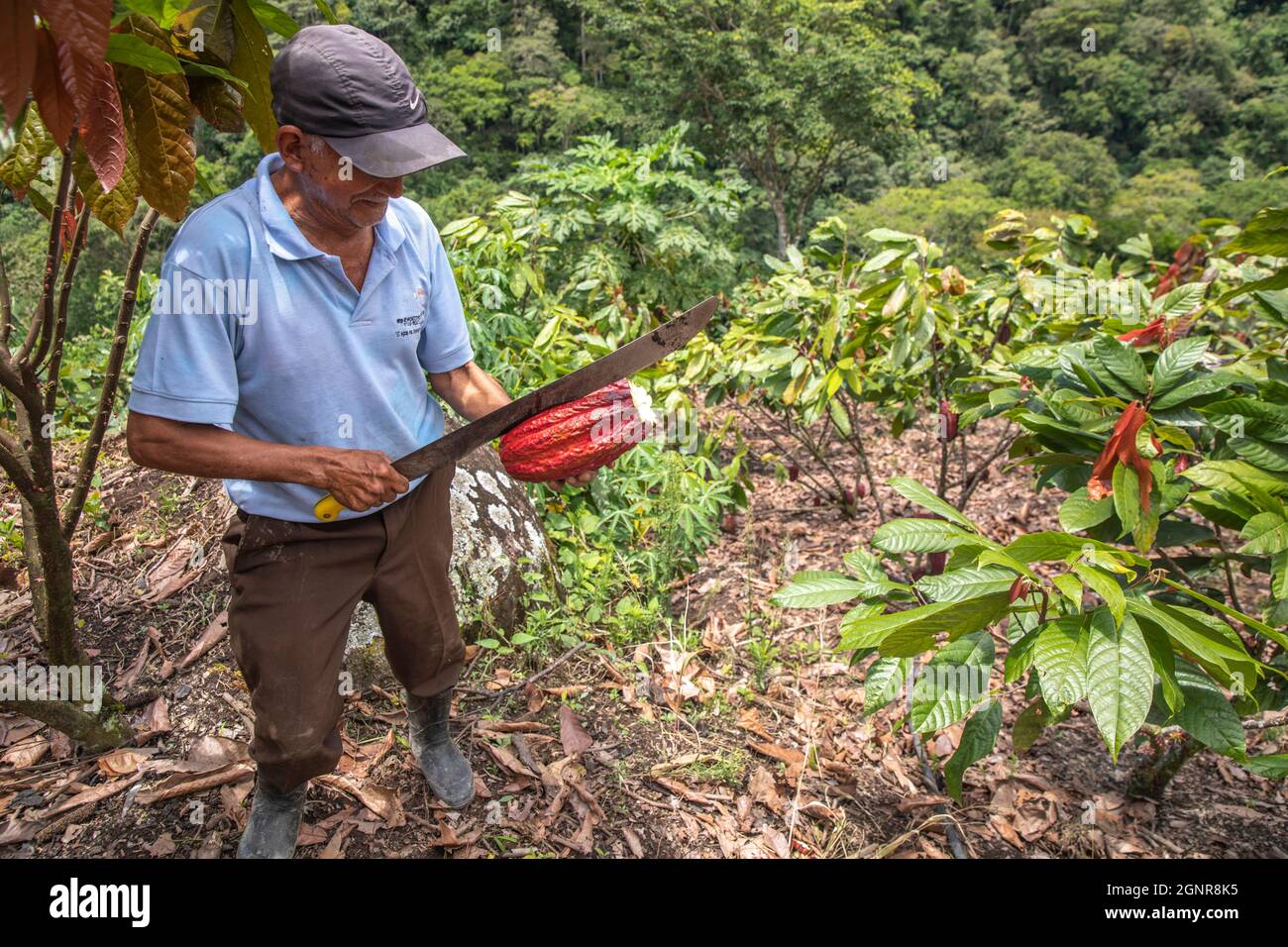 Kakaopflanzer bricht eine Hülse im Intag-Tal, Ecuador. Stockfoto
