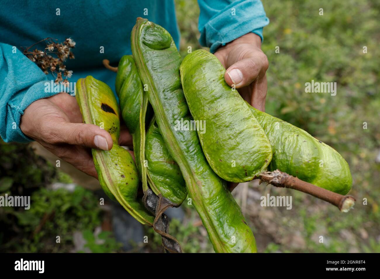 Kakaopflanzer sammelt Wildfrüchte im Intag-Tal, Ecuador Stockfoto
