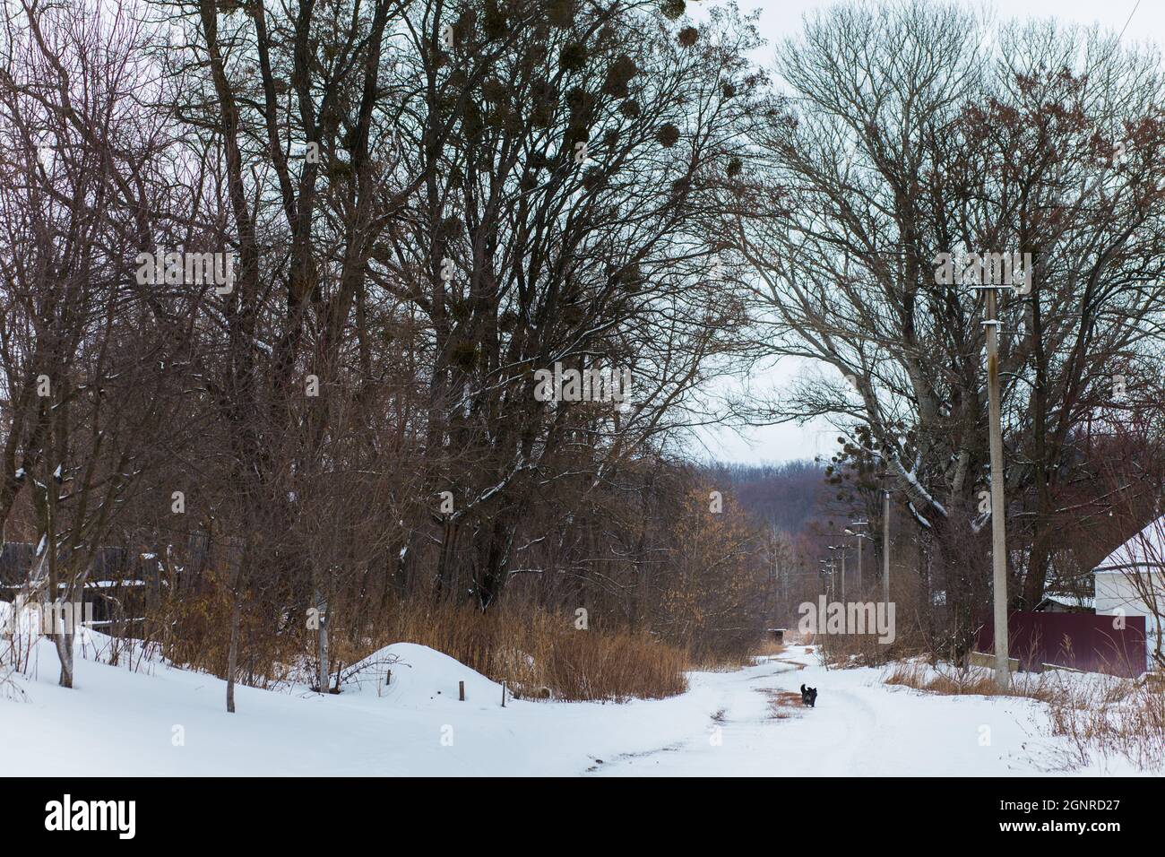 Der Hund läuft entlang der verschneiten Straße im Dorf. Riesige Bäume entlang der Straße. Der erste Schneefall. Stockfoto