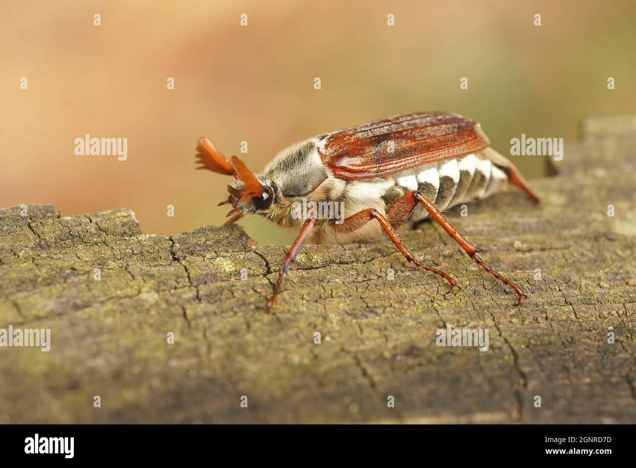 Nahaufnahme eines Kakadus, oder Maybug, Melolontha melolontha walki Stockfoto