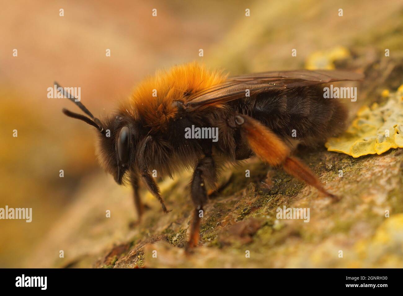Nahaufnahme einer farbenfrohen weiblichen Clarke-Bergbiene, Andrena clarkella Stockfoto