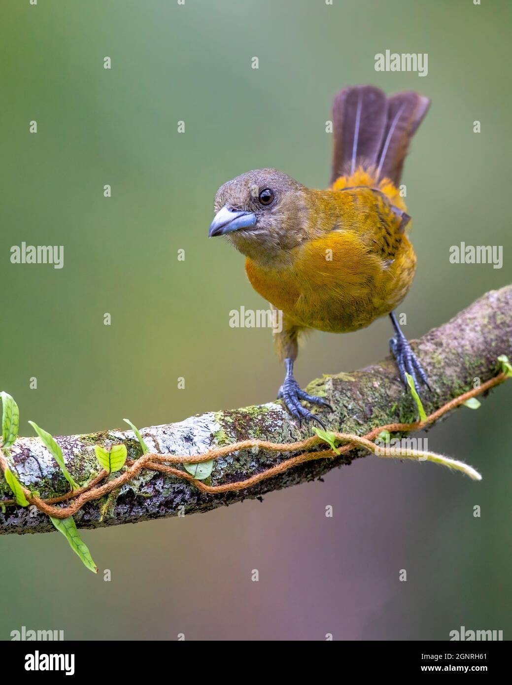 Das Tanager der weiblichen Passerini wird auch als scharlachkantiger Tanager (Ramphocelus passerinii) bezeichnet, der auf einem Zweig in einem Regenwald Costa Ricas thront. Stockfoto