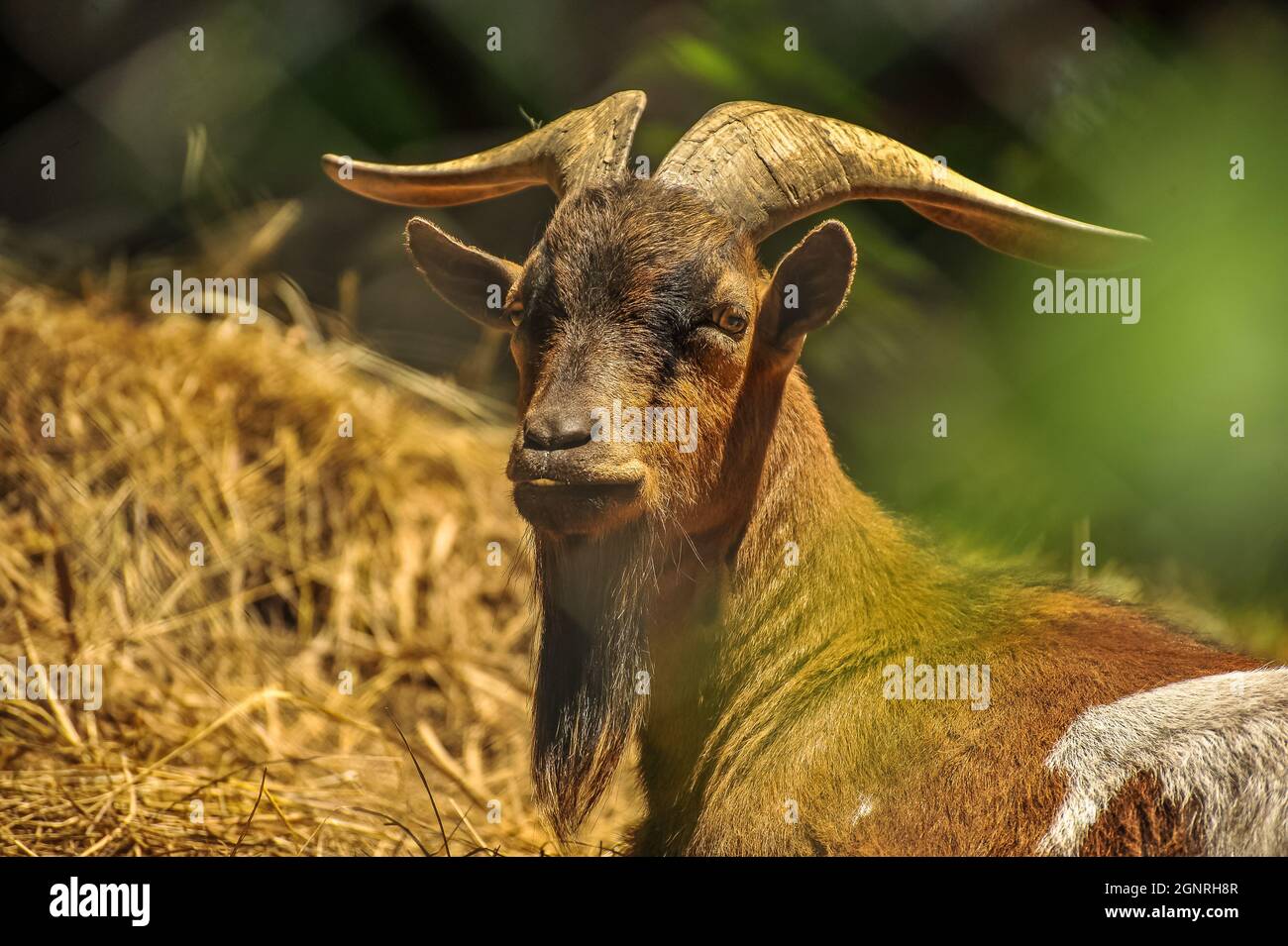 Zoo Scenery - Ziege auf der Suche nach Nahrung Stockfoto