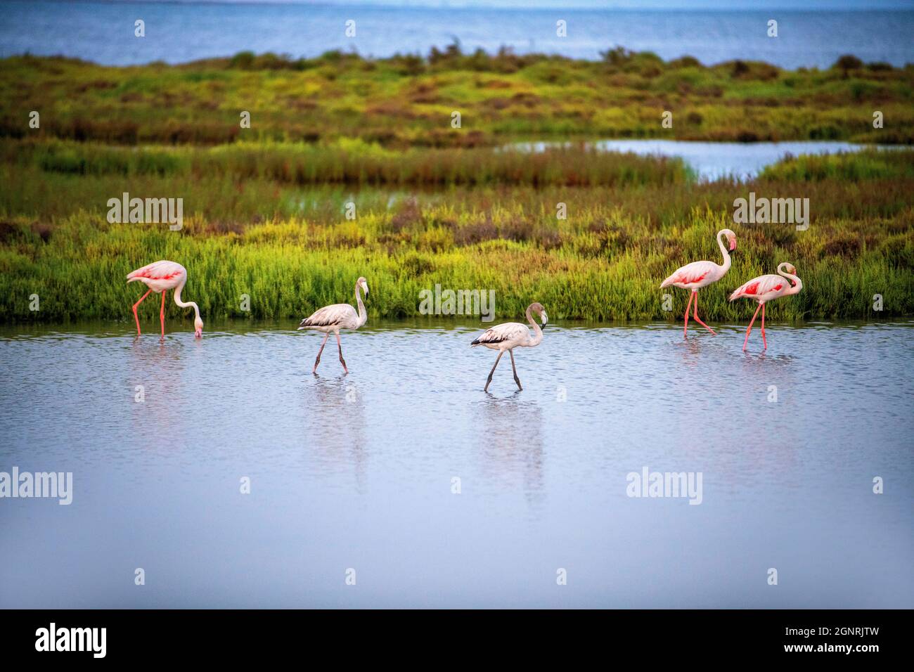 Der größere Flamingo Phoenicopterus ruber im Naturpark Delta del Ebre im Ebro-Delta bei Sonnenaufgang (Provinz Tarragona, Katalonien, Spanien). Das Delta Stockfoto