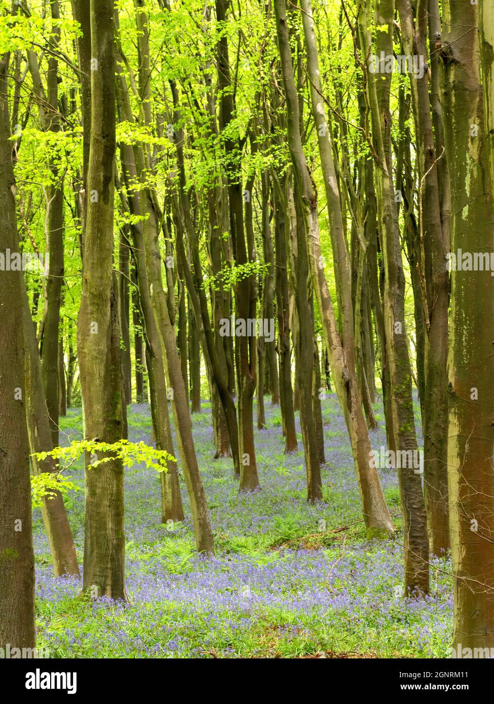 Buche (Fagus sylvatica) und Bluebells (Hyacinthoides non-scripta), Denge Woodlands, Kent, Großbritannien Stockfoto
