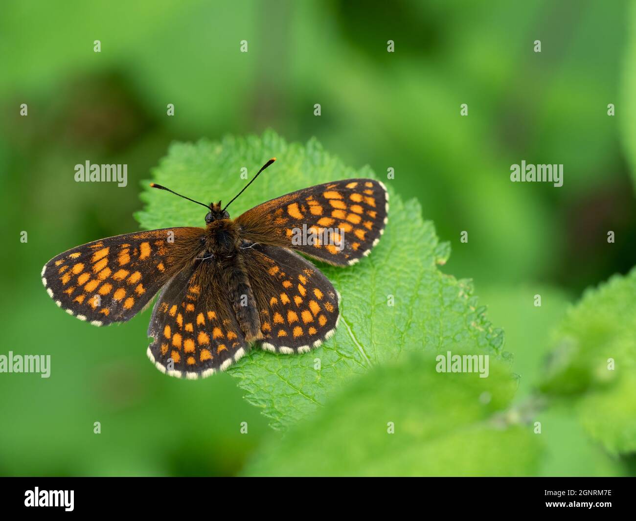 Heath Fritillary Butterfly, (Melitaea athalia), Blean Woods Nature Reserve, Kent UK, Wings Open Stockfoto