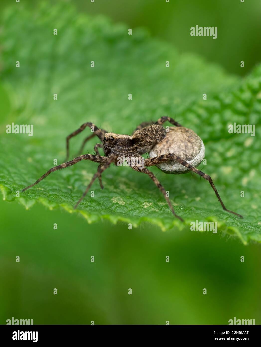 Wolf Spider, (Pardosa amentata), East Blean Woodlands, Kent UK, Weibchen mit Eiersack Stockfoto