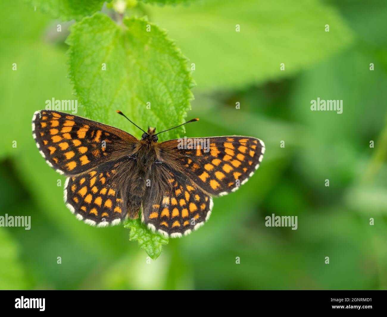 Heath Fritillary Butterfly, (Melitaea athalia), Blean Woods Nature Reserve, Kent UK, Wings Open Stockfoto