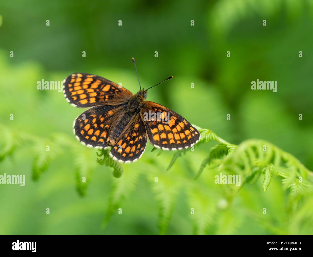 Heath Fritillary Butterfly, (Melitaea athalia), Blean Woods Nature Reserve, Kent UK, Wings Open Stockfoto