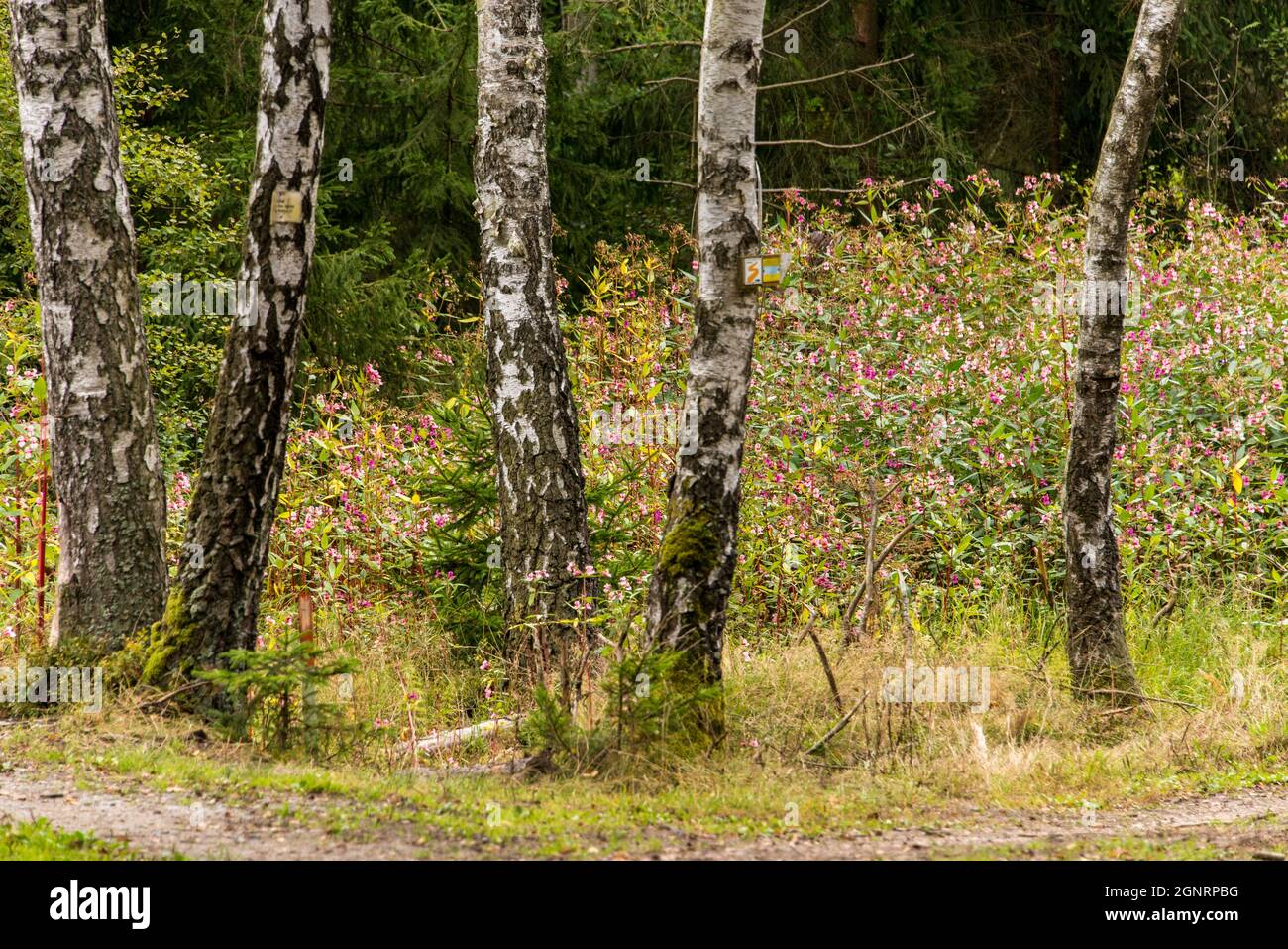 Invasive Arten: Impatiens glandulifera, ein häufiger Anblick in Bayerischen Wäldern Stockfoto