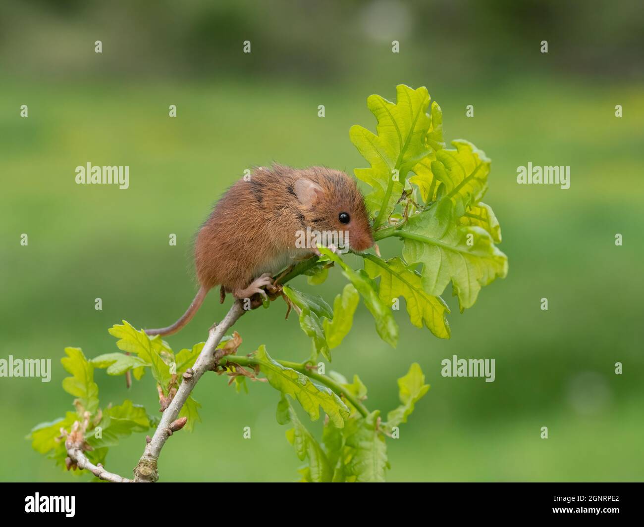 Eurasian Harvest Mouse (Micromys minutus) klettert auf einem Eichenbaum-Zweig (Quercus sp) Großbritannien Stockfoto