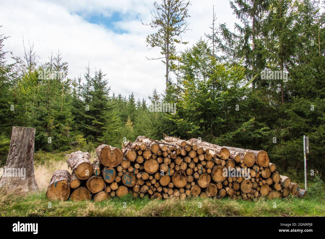 Ein Haufen gehackter Bäume in einem bayerischen Wald, der auf den Transport wartet Stockfoto