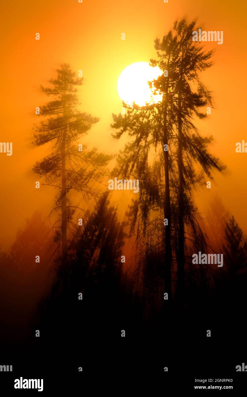Sonnenlicht, das im Morgennebel goldorange leuchtet und Nebel in der Wildnis des Pinienwaldes Stockfoto