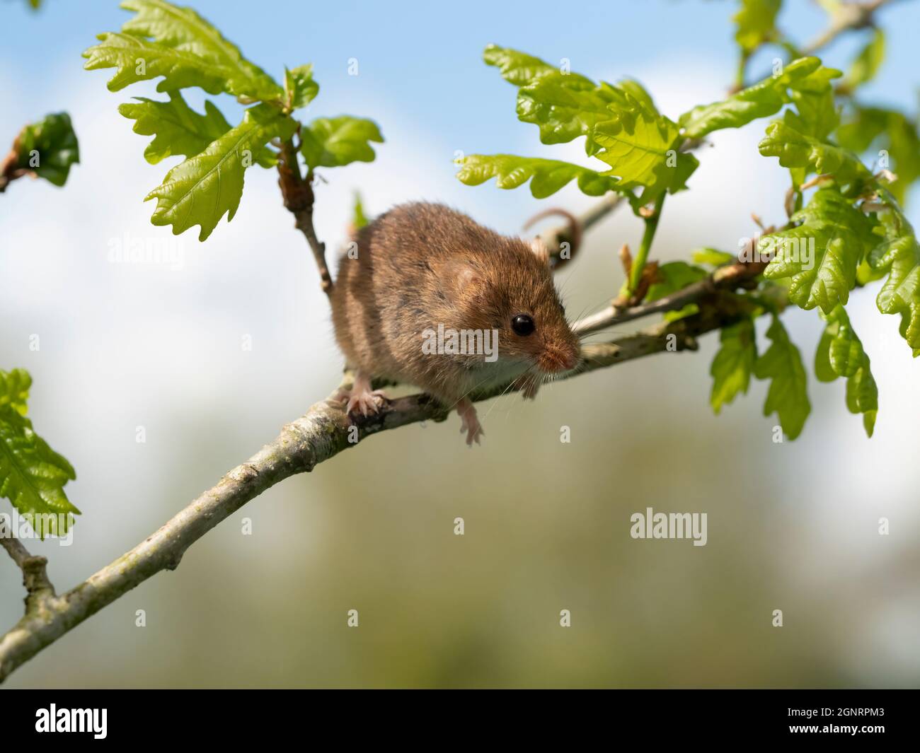 Eurasian Harvest Mouse (Micromys minutus) klettert auf einem Eichenbaum-Zweig (Quercus sp) Großbritannien Stockfoto
