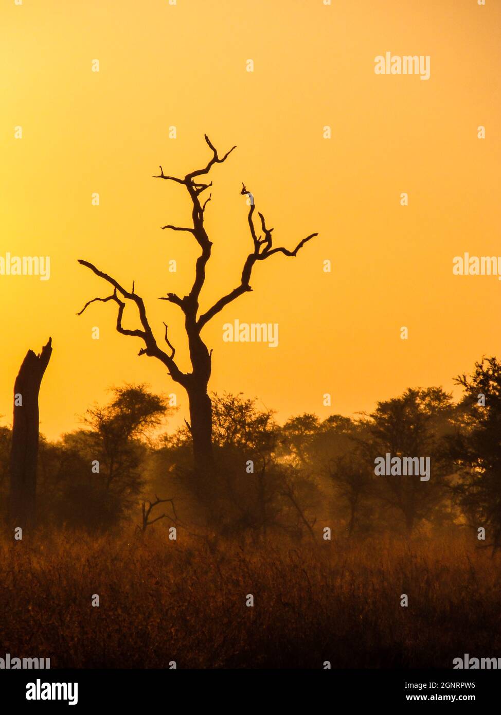 Die Silhouette eines toten Baumes vor dem goldorangefarbenen Morgenhimmel in der bewaldeten Savanne des Krüger National Park von Südafrika Stockfoto