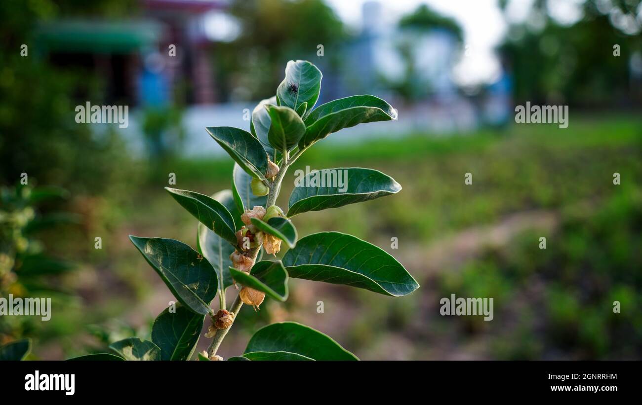 Withania somnifera Pflanze bekannt als Ashwagandha. Indische Ginseng-Kräuter, giftige Stachelbeere oder Winterkirsche. Ashwagandha Vorteile Für Die Gewichtsabnahme Stockfoto