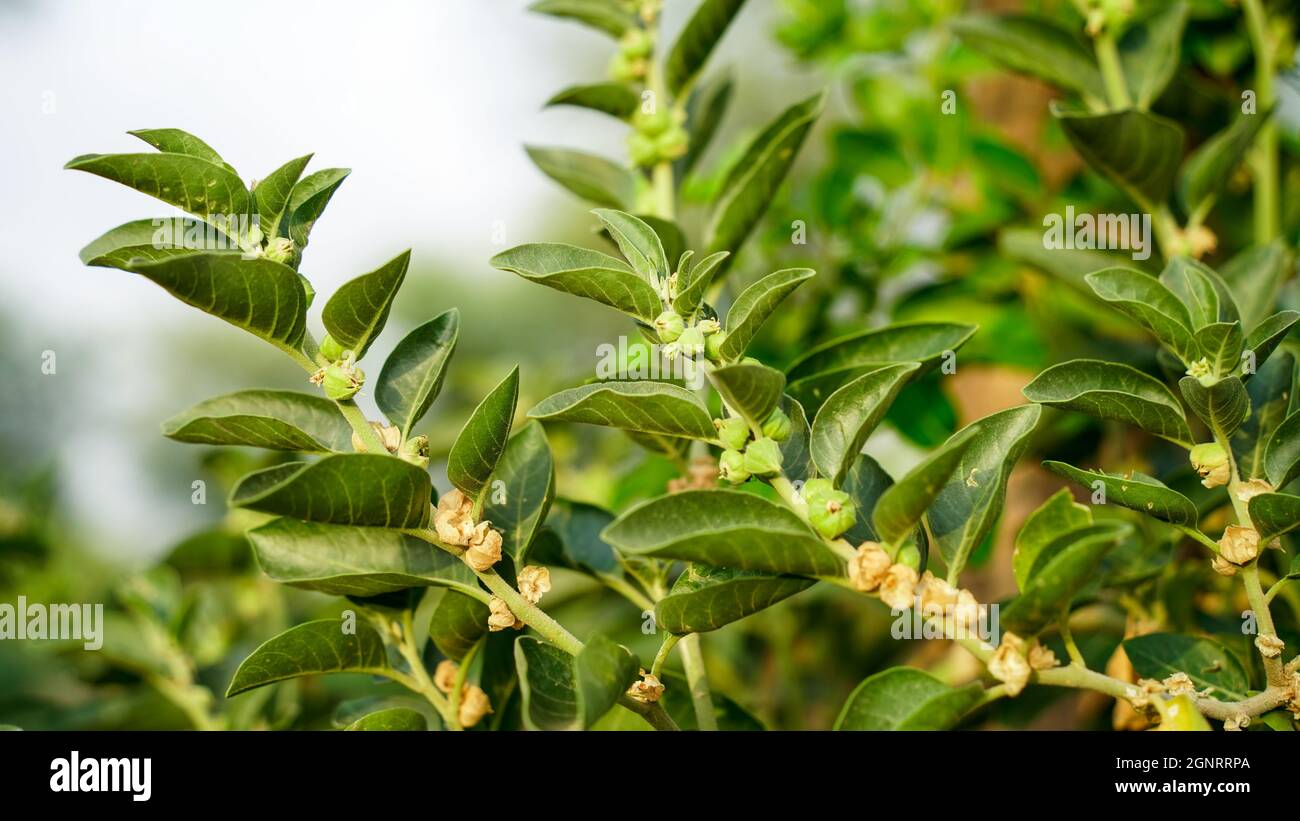 Withania somnifera Pflanze bekannt als Ashwagandha. Indische Ginseng-Kräuter, giftige Stachelbeere oder Winterkirsche. Ashwagandha Vorteile Für Die Gewichtsabnahme Stockfoto
