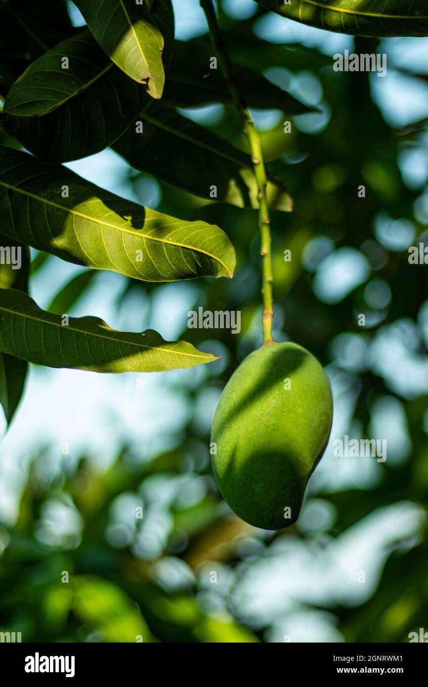 Rohe Mango kann Ihr belästigendes Säureproblem reduzieren, indem Sie nur ein Stück rohe Mango kauen. Stockfoto