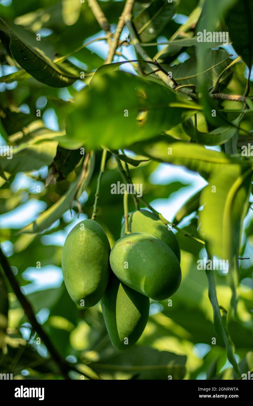 Rohe oder grüne Mangos haben gesundheitliche Vorteile wie die Förderung der Lebergesundheit, die Stärkung der Immunität, die Erleichterung von Verstopfung und Magenprobleme Stockfoto