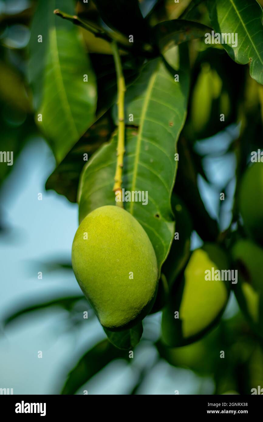 Saure rohe und unreife süße grüne Mango hängen am Baum Stockfoto