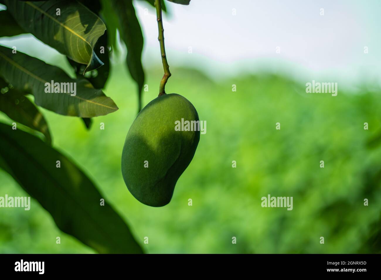 Die grün saure rohe Mango Front auf dem Jute Stick Pflanze grüner Hintergrund hinter Dorfhaus Stockfoto