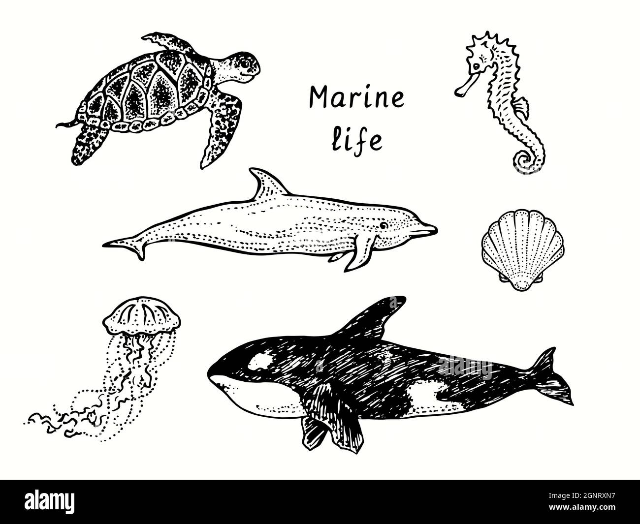 Meeresleben Sammlung, Meeresschildkröte Chelonioidea, Quallen, Orca, Bottlenose Delphin, Seepferd, Seashell. Tinte schwarz und weiß Doodle Zeichnung Stockfoto