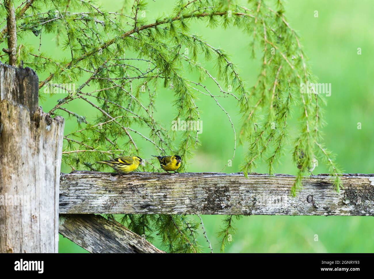 Zwei männliche Siskins (Carduelis spinus), die auf einem verfallenden Holztor thronten. Perthshire, Schottland, Großbritannien. Juni 2021 Stockfoto