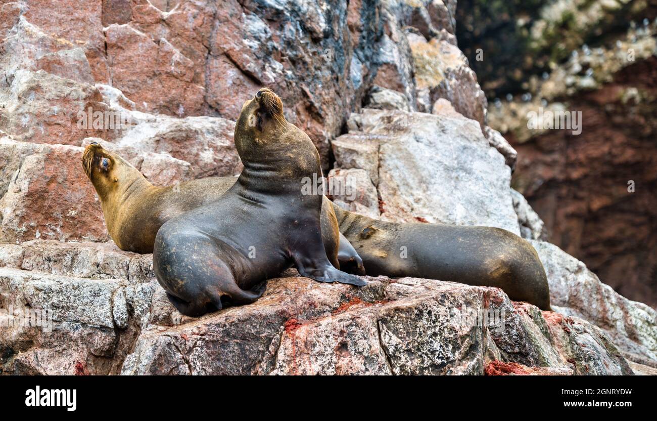 Seelöwen ruhen auf den Steinen der Ballestas-Inseln in Peru Stockfoto
