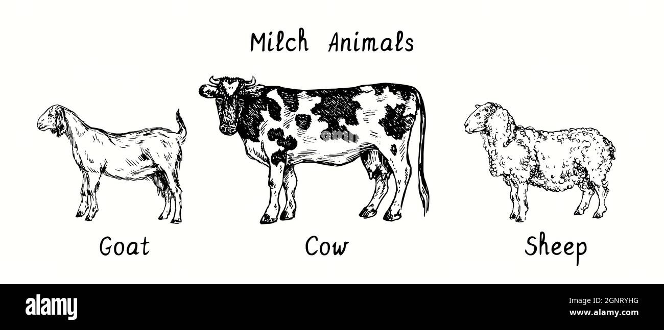 Milch Tiersammlung, stehende Ziege, Kuh, Schafe Seitenansicht. Tusche