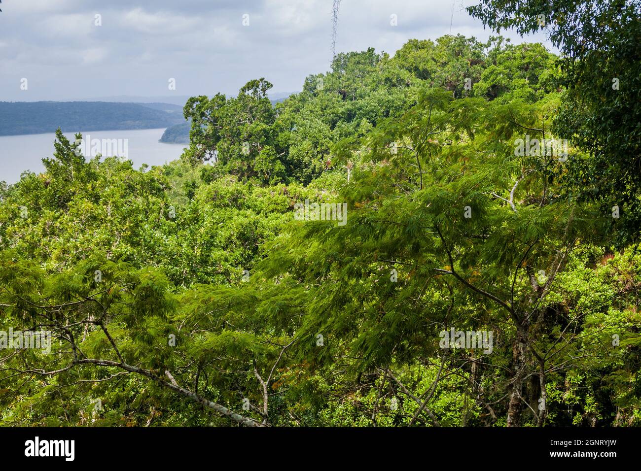 Dschungel und Laguna Yaxha See, Guatemala Stockfoto