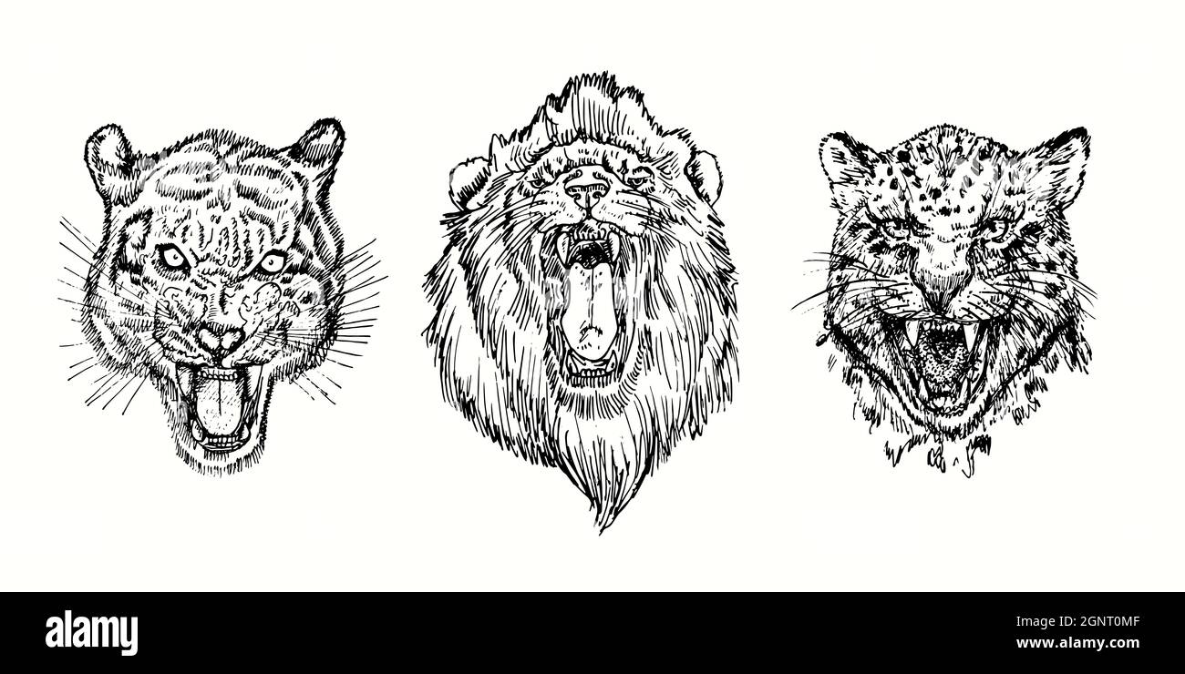 Wild Angry Collection, Tiger, Lion, Geparden knurrende Schnauze. Tusche schwarz-weiße Doodle Zeichnung im Holzschnitt-Stil. Stockfoto