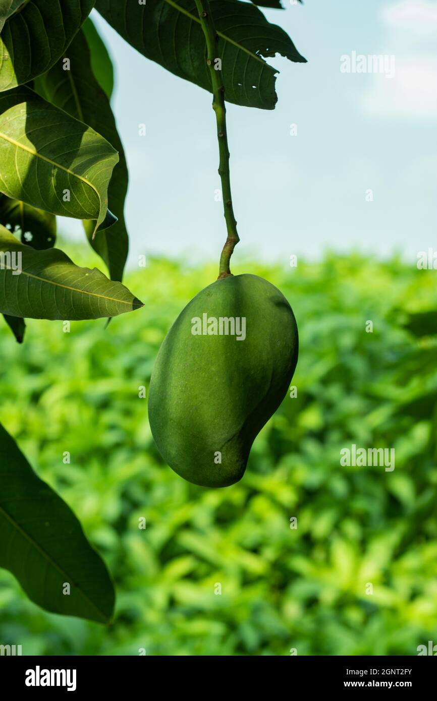 Vitamin C in roher Mango reduziert das Risiko von Blutstörungen wie Anämie, Blutgerinnsel-Bildung und Hämophilie Stockfoto