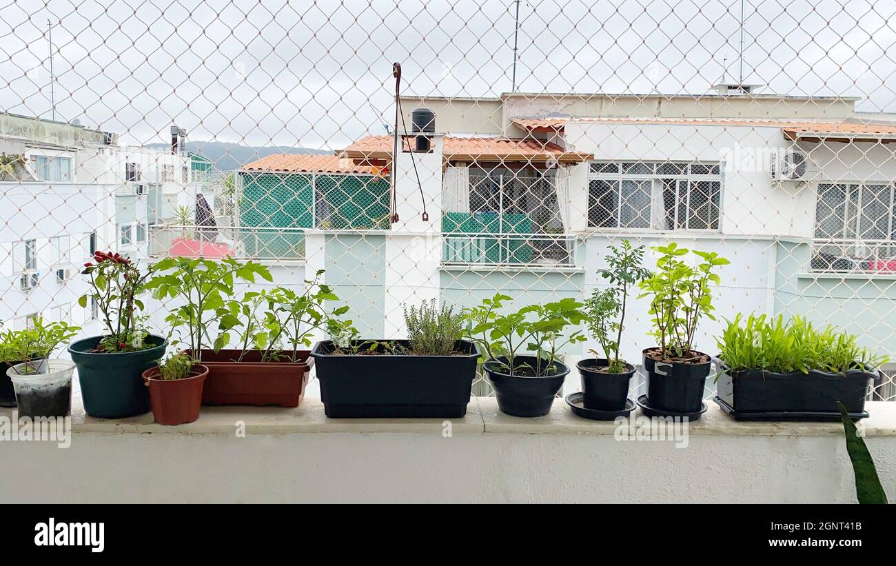 Ein kleiner Gemüsegarten auf dem Balkon der Wohnung. Gewürze, Tomaten, Tees und viel Liebe in der Pflanzenpflege beteiligt Stockfoto