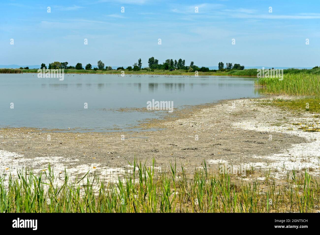 Vogelschutzgebiet am Langen-Lacke-See, Neusiedlersee – Nationalpark Seewinkel, Apetlon, Burgenland, Österreich Stockfoto