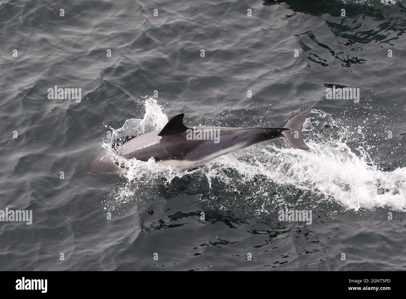 Sequenz 5 - gewöhnlicher Delphin springt in britischen Gewässern Stockfoto
