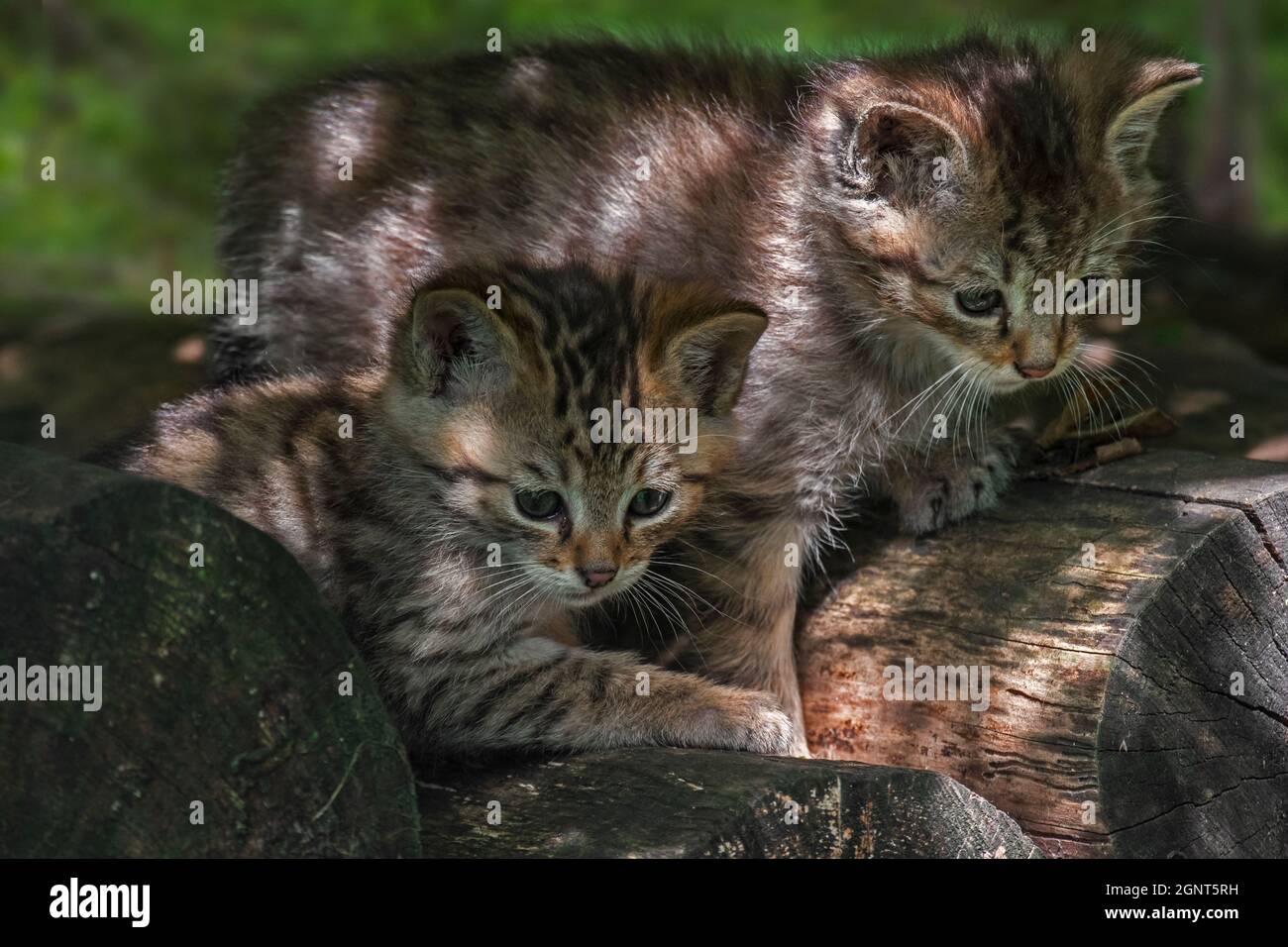 Zwei niedliche europäische Wildkatzen (Felis silvestris silvestris) auf Holzstapel/Holzstapel im Wald Stockfoto