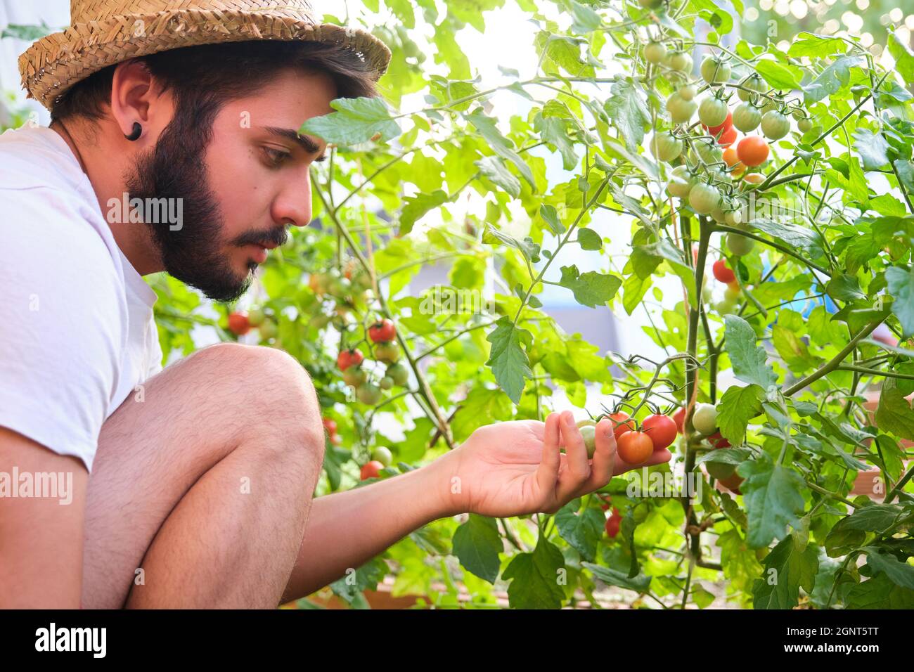 Junger Kaukasischer untersucht einen Haufen Kirschtomaten auf einer Tomatenpflanze. Stockfoto