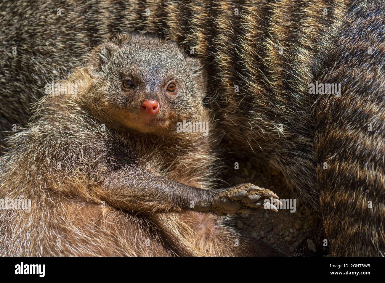 Überraschte, gebänderte Mungos (Mungos mungo) erwachen, aus der Sahelzone bis ins südliche Afrika beheimatet Stockfoto