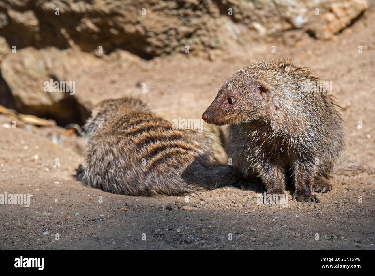 Zwei gebänderte Mongoose (Mungos mungo) aus der Sahelzone bis ins südliche Afrika Stockfoto