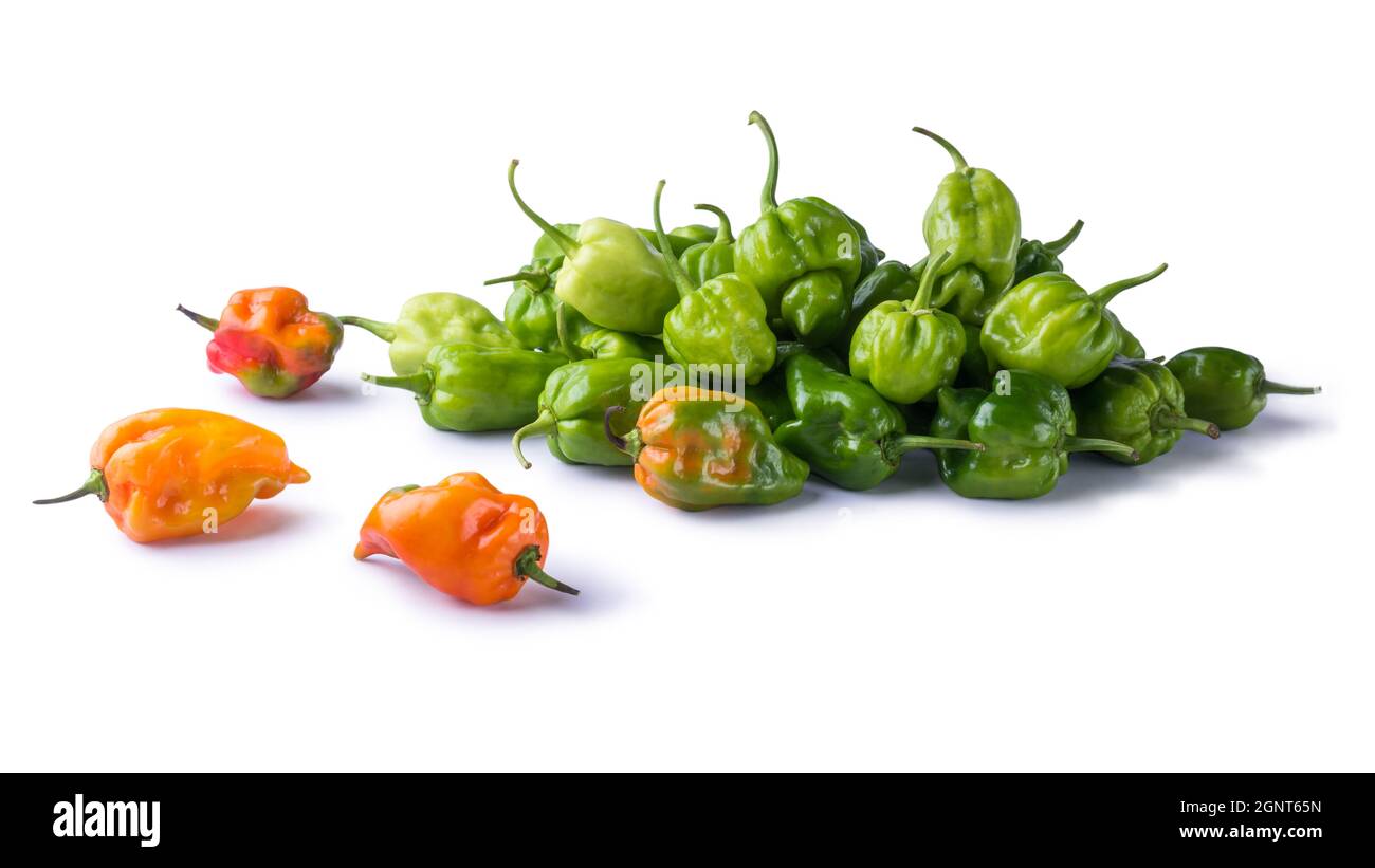 habanero Chilischoten, reife und unreife heiße Sorte von Capsicum chinense, grüne, orange und rote Farbe Früchte isoliert auf weißem Hintergrund Stockfoto