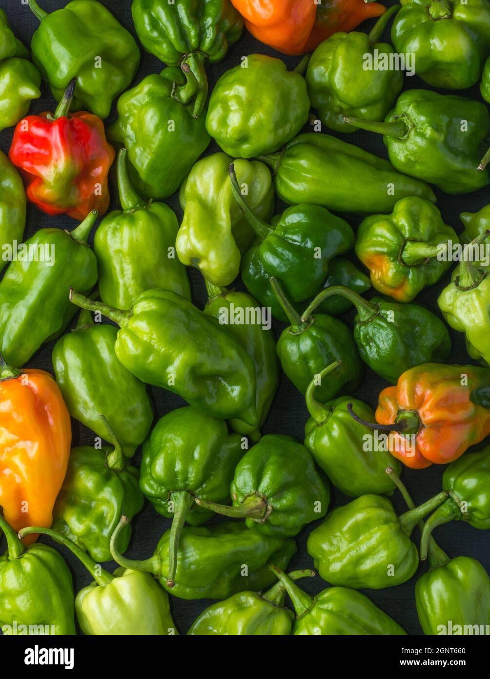 habanero Chilischoten, reife und unreife heiße Sorte von Capsicum chinense, grüne, orange und rote Früchte, natürlicher Hintergrund Stockfoto